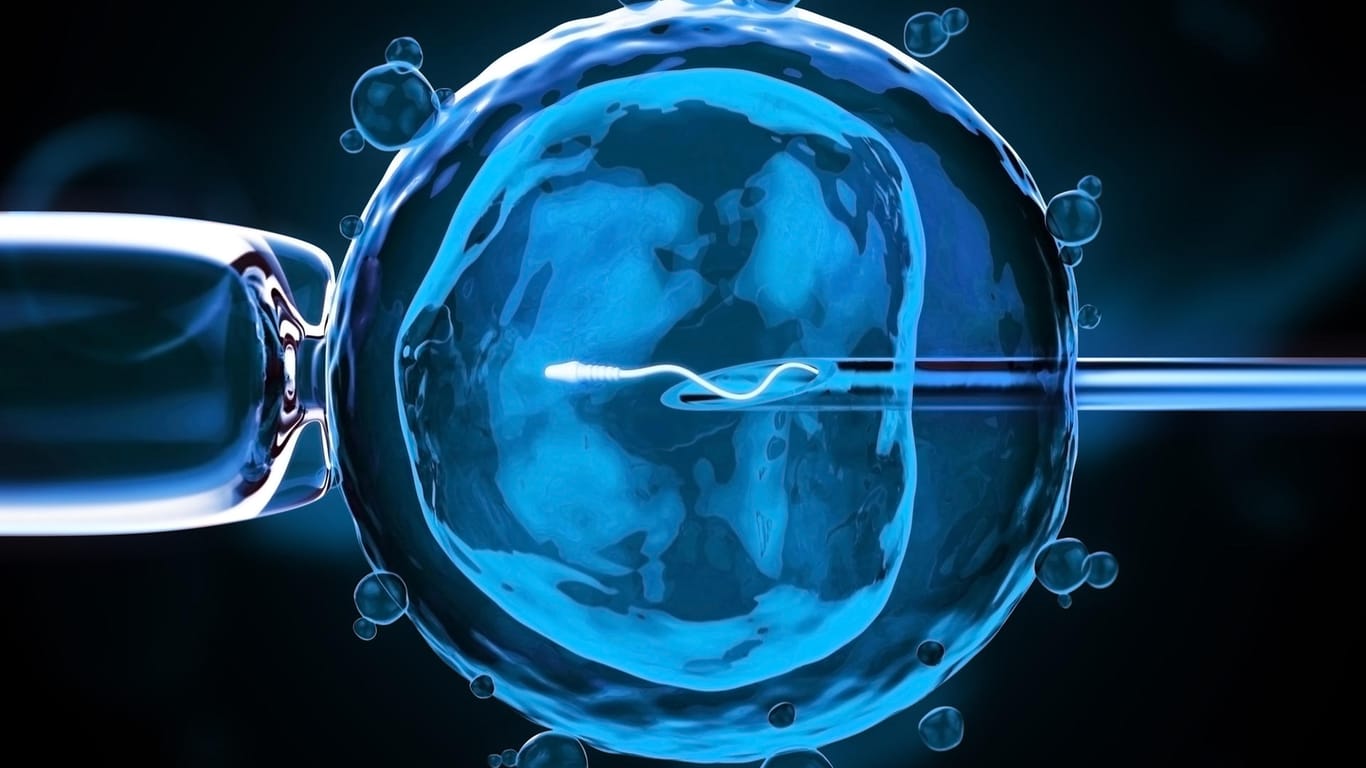 Nahaufnahme einer künstlichen Befruchtung. In der Mitte des Bildes ist das Spermium zu sehen, das mit einer Nadel (von rechts) in die Eizelle eingebracht wird.