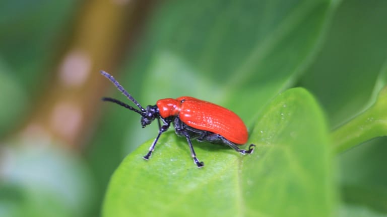 Lilienhähnchen: Der sechs bis acht Millimeter große Käfer ist gut zu erkennen: Er trägt ein glänzendes, knallrotes Outfit.