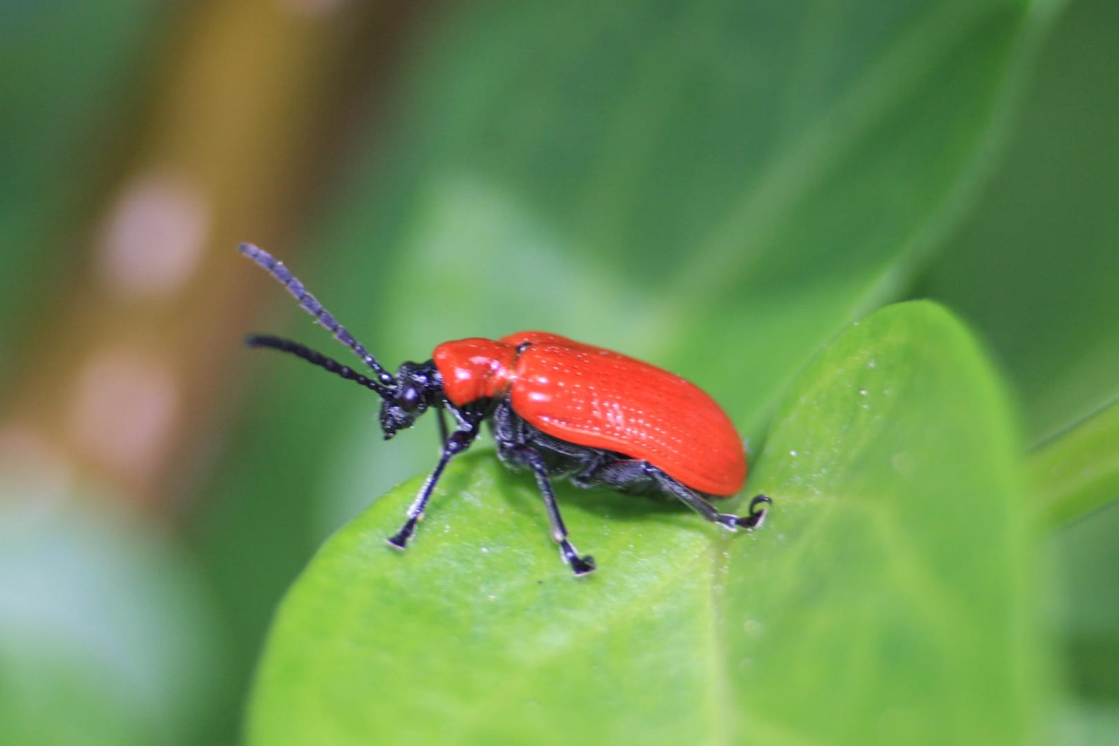 Lilienhähnchen: Der sechs bis acht Millimeter große Käfer ist gut zu erkennen: Er trägt ein glänzendes, knallrotes Outfit.