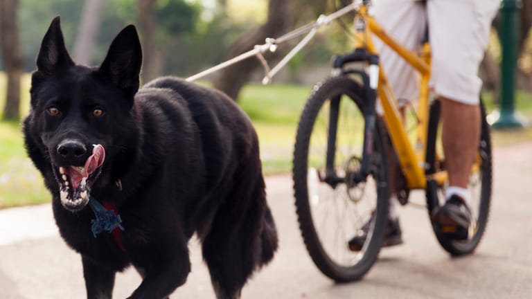 Radtour mit Hund: Für Hunde ist Fahrradfahren eine willkommene Abwechslung.