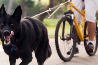Radtour mit Hund: Für Hunde ist Fahrradfahren eine willkommene Abwechslung.