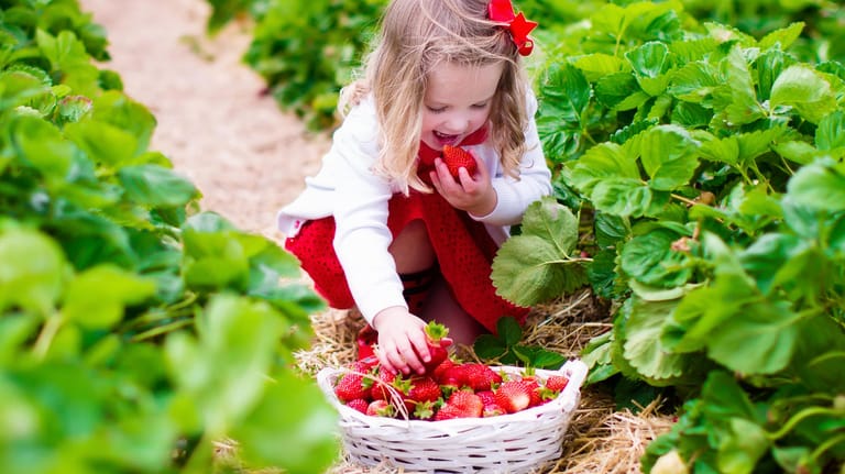 Ein Mädchen pflückt Erdbeeren auf dem Feld: Beim Anbau von Erdbeeren ist einiges zu beachten