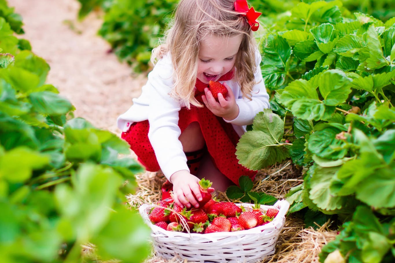 Ein Mädchen pflückt Erdbeeren auf dem Feld: Beim Anbau von Erdbeeren ist einiges zu beachten