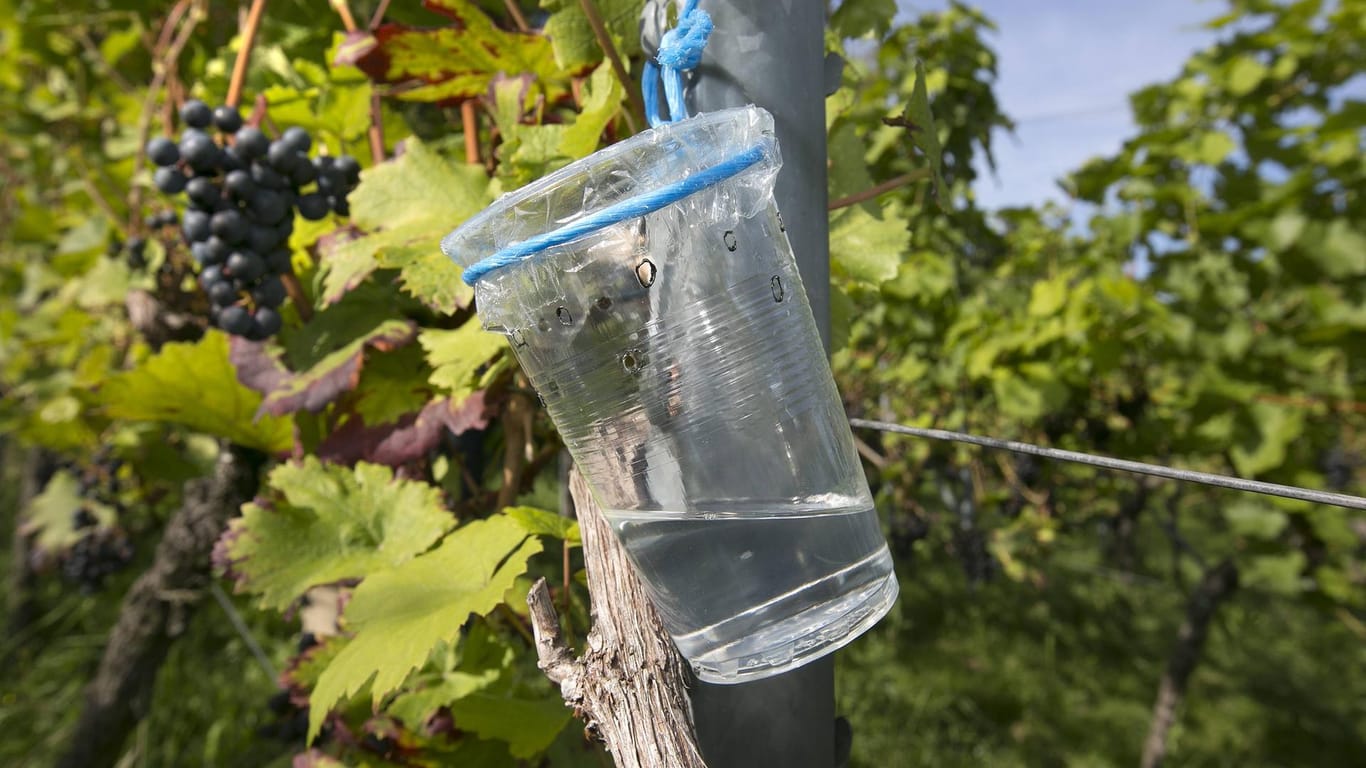 Falle für Kirschessigfliege zur Bekämpfung im Weinbau