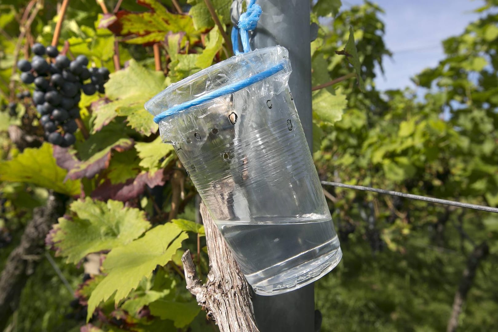 Falle für Kirschessigfliege zur Bekämpfung im Weinbau