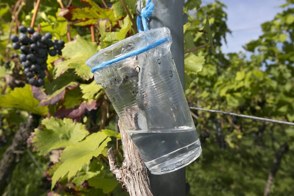 Falle für Kirschessigfliege zur Bekämpfung im Weinbau