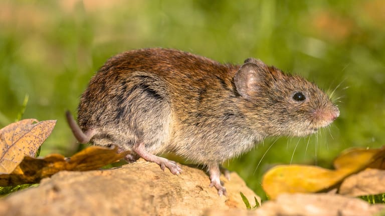 Hantavirus Symptome, Ursachen und Schutz vor dem gefährlichen Erreger