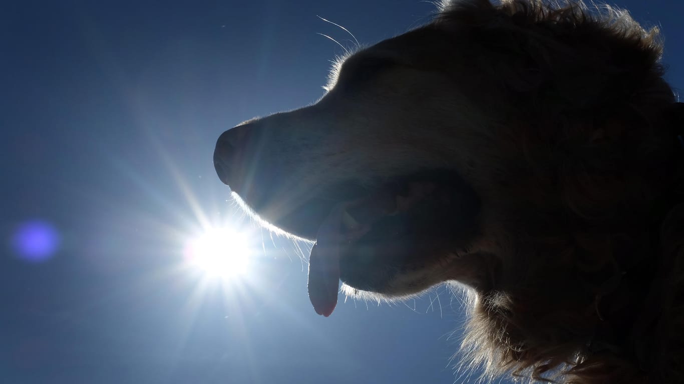 Hund: Die meisten Tiere geben deutliche Signale, wenn es ihnen zu heiß ist.