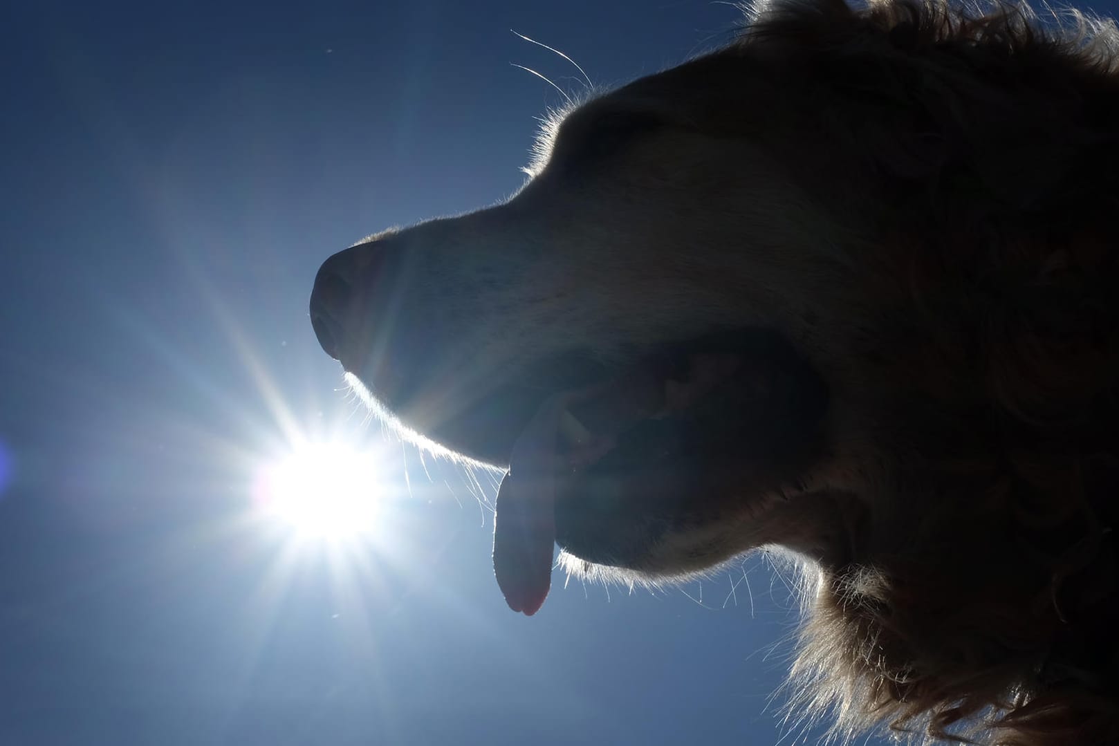 Hund: Die meisten Tiere geben deutliche Signale, wenn es ihnen zu heiß ist.