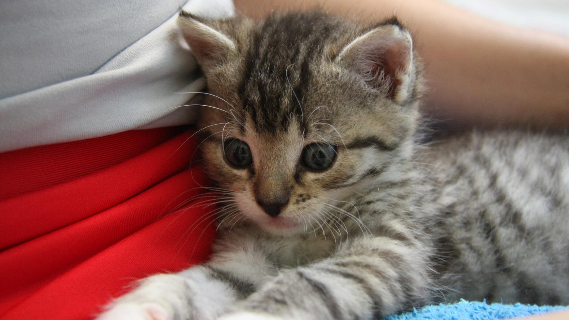 Kätzchen: Bei hohen Temperaturen können Sie auch Katzen eine Abkühlung verschaffen.