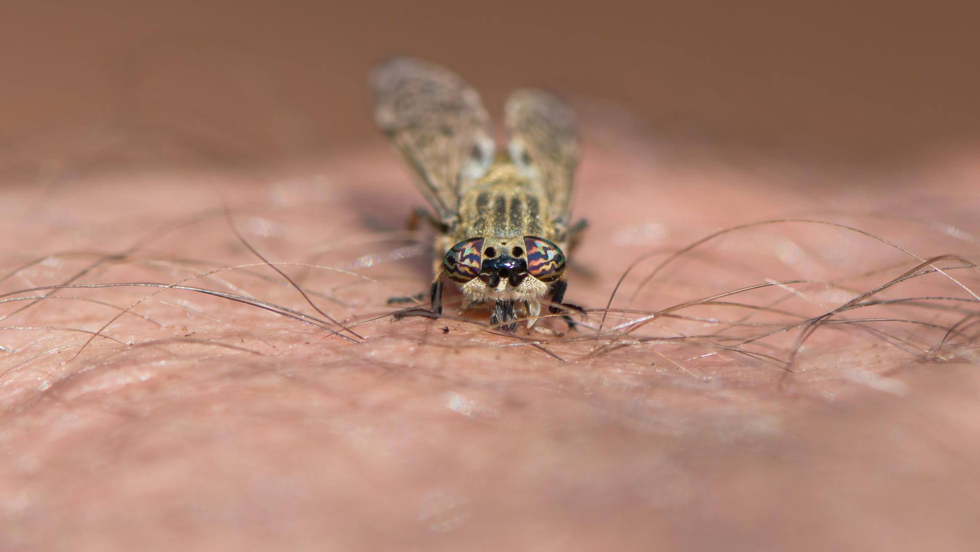 Bremse: Die Insekten werden mitunter von Schweiß angelockt.