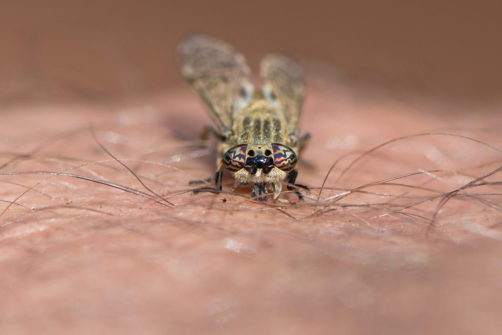 Bremse: Die Insekten werden mitunter von Schweiß angelockt.