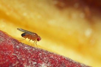 Fruchtfliege auf einem Pfirsich: Fliegen sind besonders im Sommer nervig – egal ob Essigfliege, Kleine Essigfliege, Taufliege oder Fruchtfliege (Drosophila melanogaster).