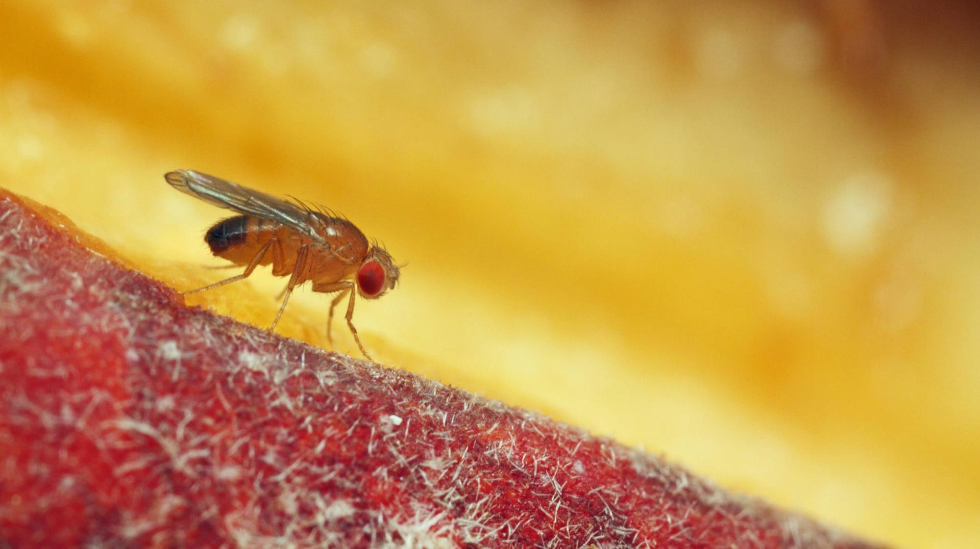 Fruchtfliege auf einem Pfirsich: Fliegen sind besonders im Sommer nervig – egal ob Essigfliege, Kleine Essigfliege, Taufliege oder Fruchtfliege (Drosophila melanogaster).