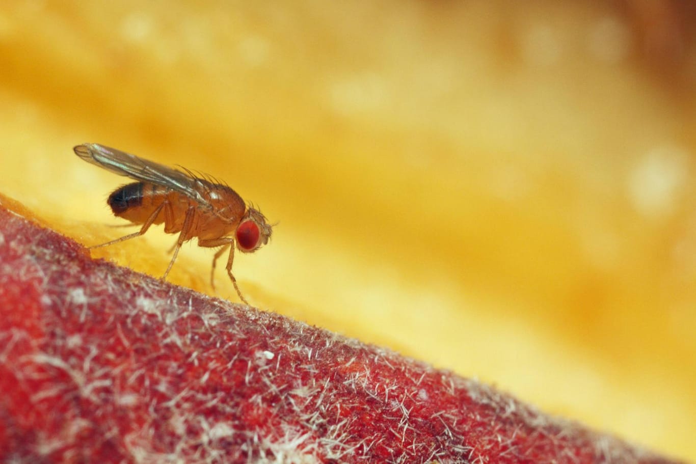 Fruchtfliege auf einem Pfirsich: Fliegen sind besonders im Sommer nervig – egal ob Essigfliege, Kleine Essigfliege, Taufliege oder Fruchtfliege (Drosophila melanogaster).