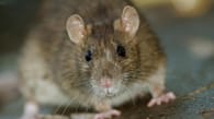 Ratten im Haus: Befall erkennen und Nagetiere loswerden | Tipps