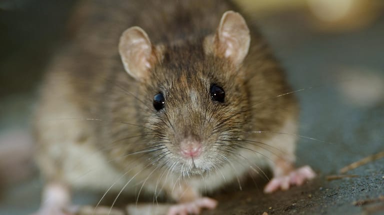 Rattenplage: Sie können im schlimmsten Fall sogar Krankheiten übertragen.