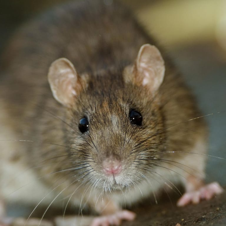 Rattenplage: Sie können im schlimmsten Fall sogar Krankheiten übertragen.