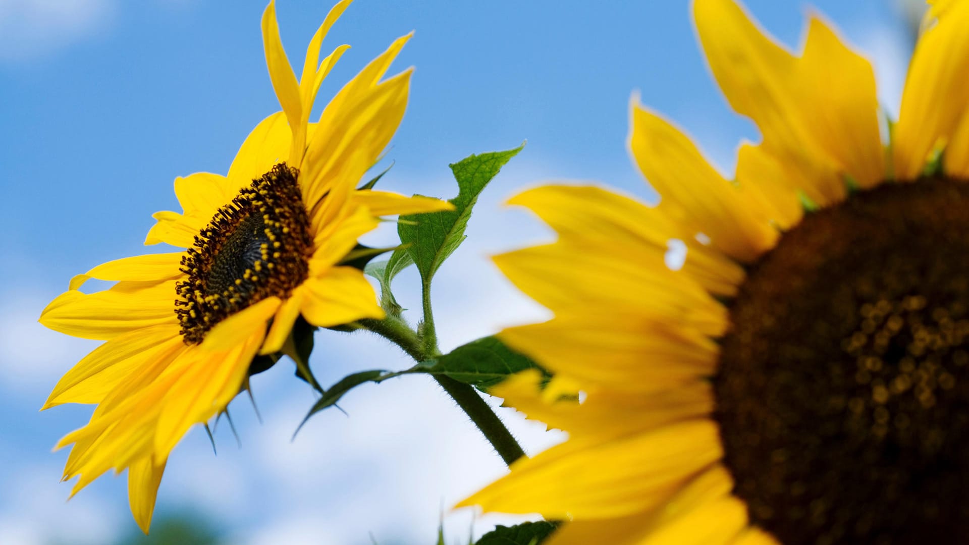 Nahaufnahme von Sonnenblumen (Helianthus annuus)