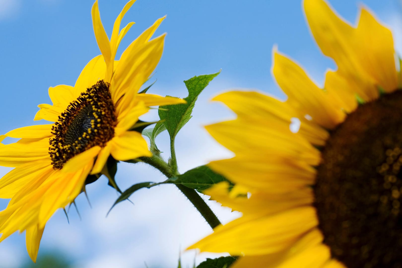 Nahaufnahme von Sonnenblumen (Helianthus annuus)