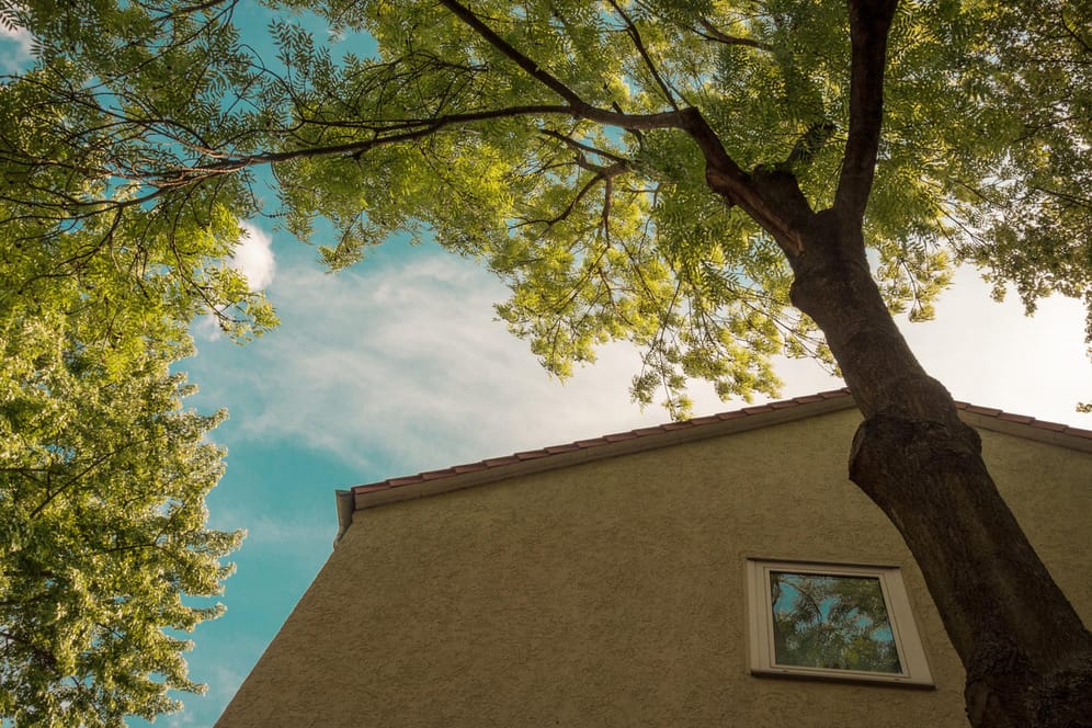 Baum vor einem Haus: Laub in seinem Garten muss der Nachbar hinnehmen.