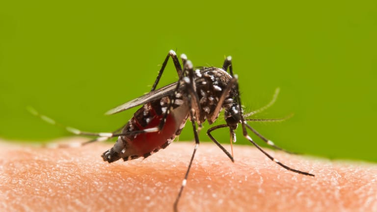 Eine Mücke beim Blutsaugen: Der wichtigste Tipp nach einem Mückenstich lautet: Kühlen Sie die Stelle, um den Juckreiz zu lindern.