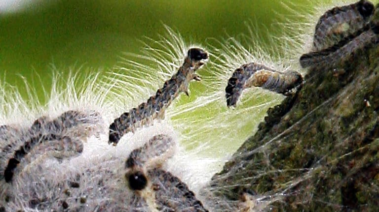 Raupen des Eichenprozessionsspinners kriechen auf einem Baumstamm entlang