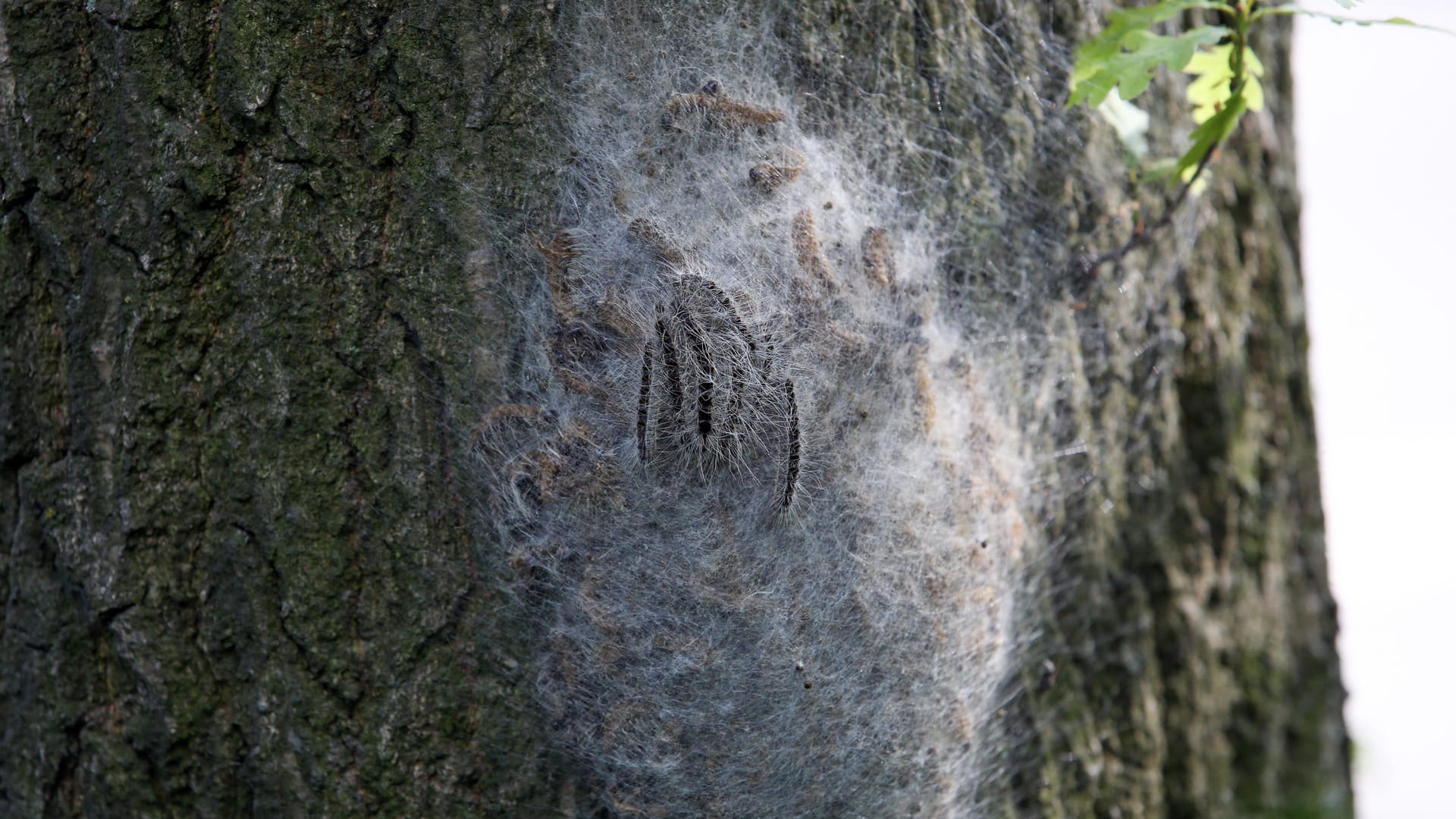 Nest mit Eichenprozessionsspinnern