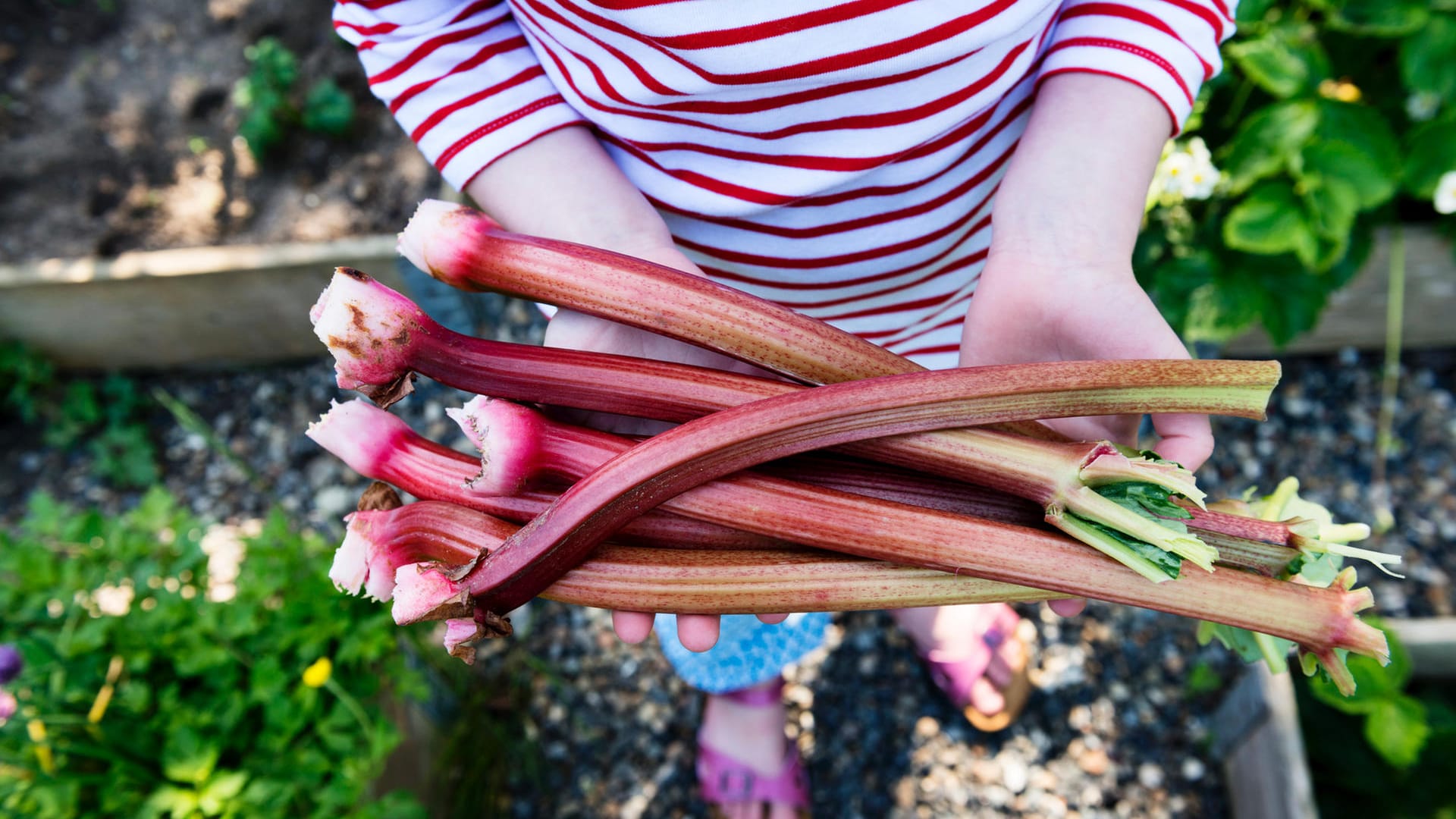 Rhabarber im Garten: Schon im April oder Mai kann Rhabarber geerntet werden.