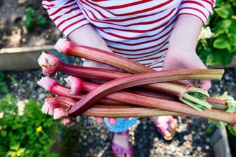 Rhabarber im Garten: Schon im April oder Mai kann Rhabarber geerntet werden.