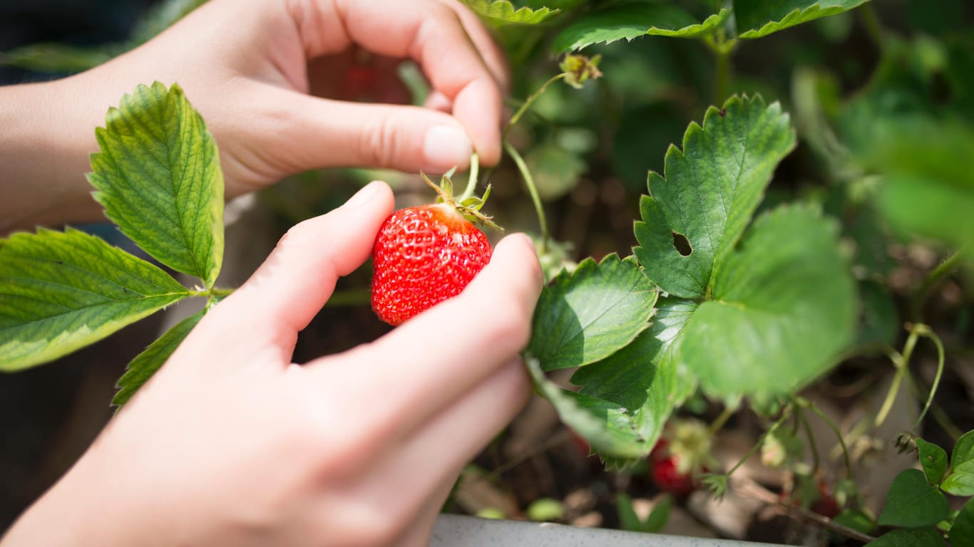 Erdbeeren pflücken: Erdbeeren sind bereit zur Ernte, wenn die Färbung voll ausgeprägt ist und kein weißgelber Rand mehr zu sehen ist.