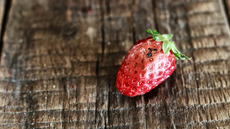 Faule Erdbeere: Dunkle Druckstellen sind ein Zeichen dafür, dass die Frucht nicht mehr genießbar ist.