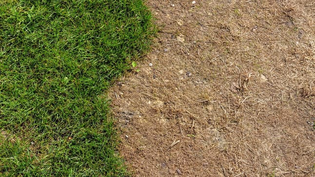 Verbrannter Rasen im Garten Diese Tipps und Tricks retten das Grün