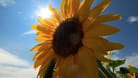 Sonnenblume: Anfang Juli soll das Wetter in Deutschland wieder schlechter werden. (Symbolbild)