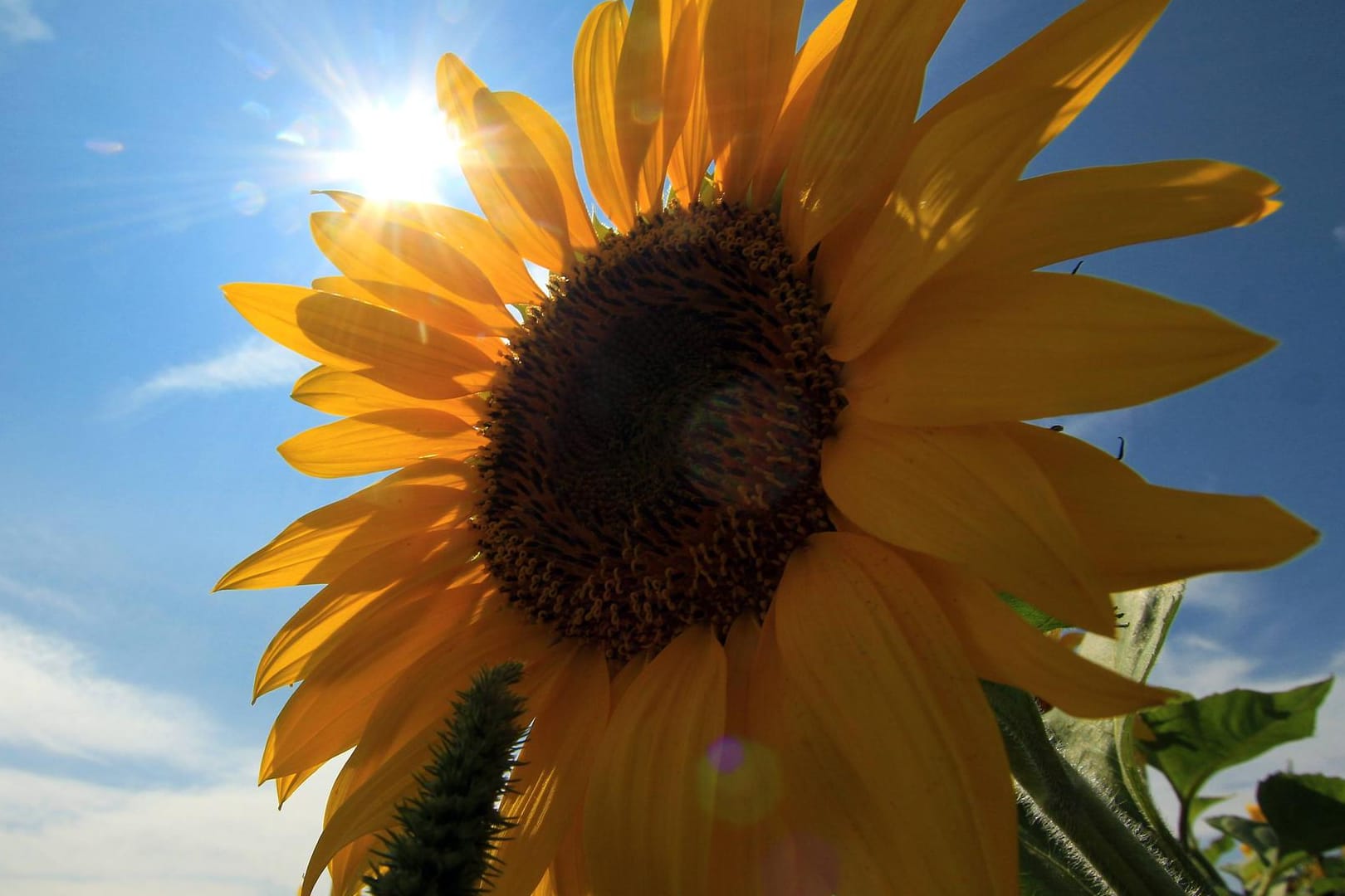 Sonnenblume: Anfang Juli soll das Wetter in Deutschland wieder schlechter werden. (Symbolbild)