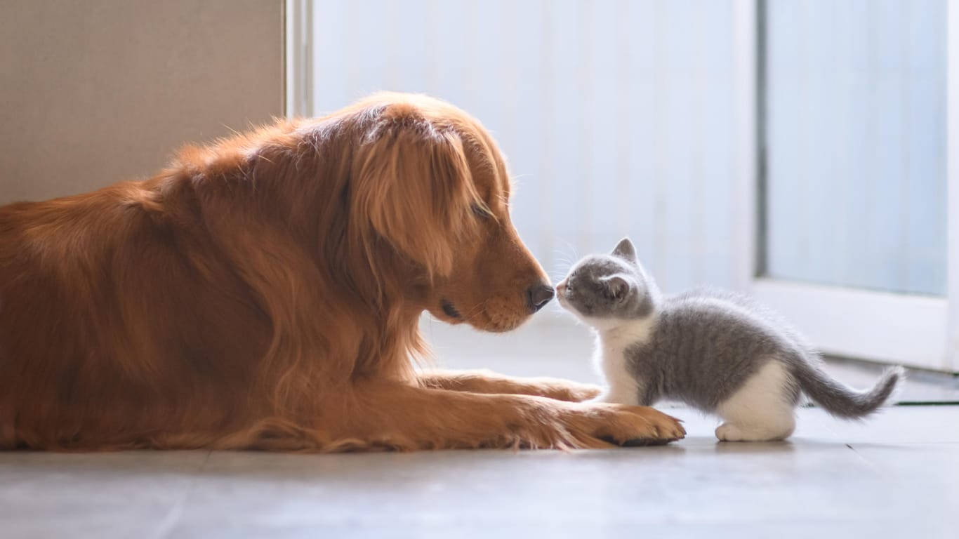Hund und Katze: Beide geben Signale, wenn es ihnen zu heiß ist.