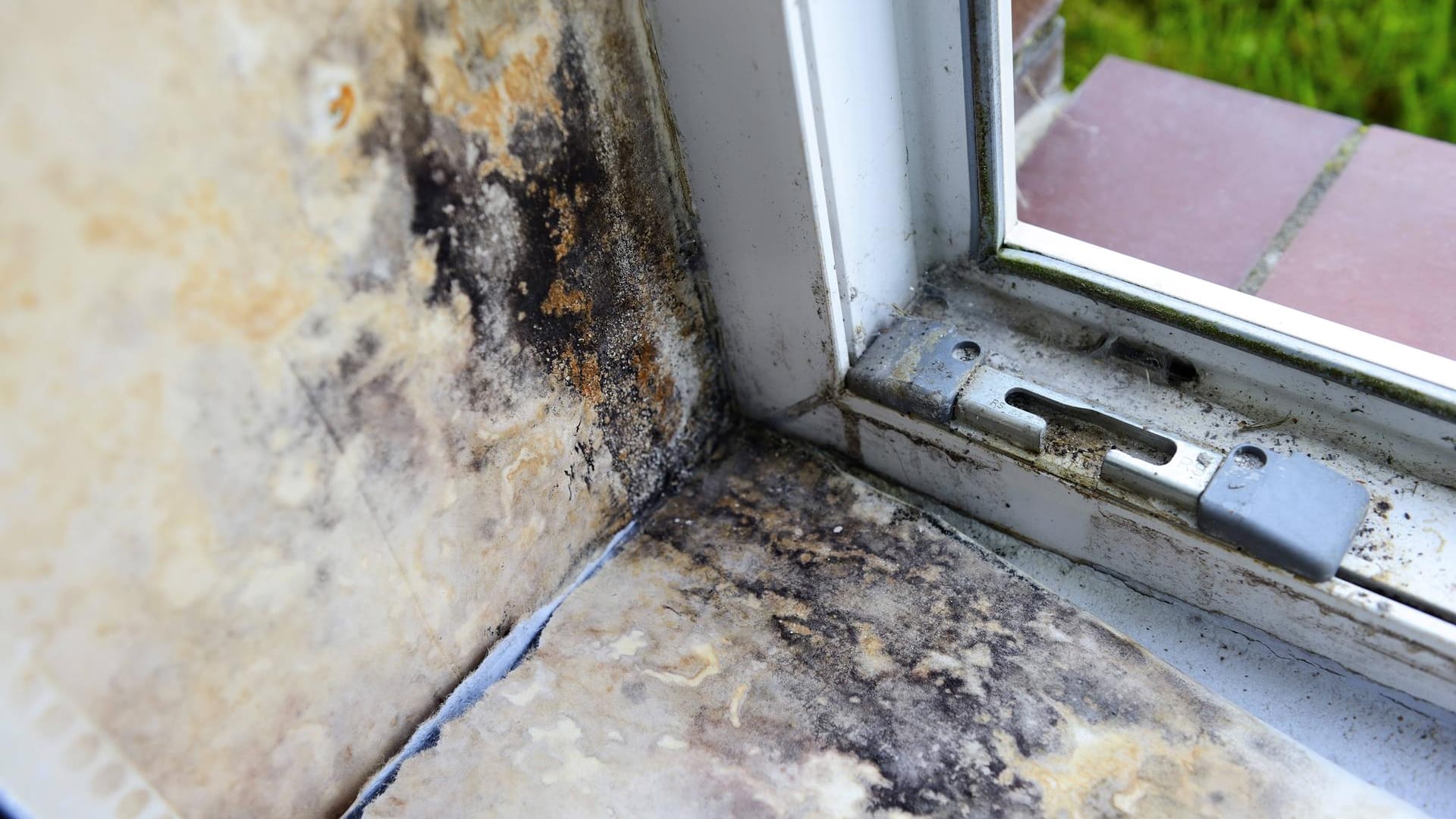 Schimmelbefall am Fenster einer Wohnung