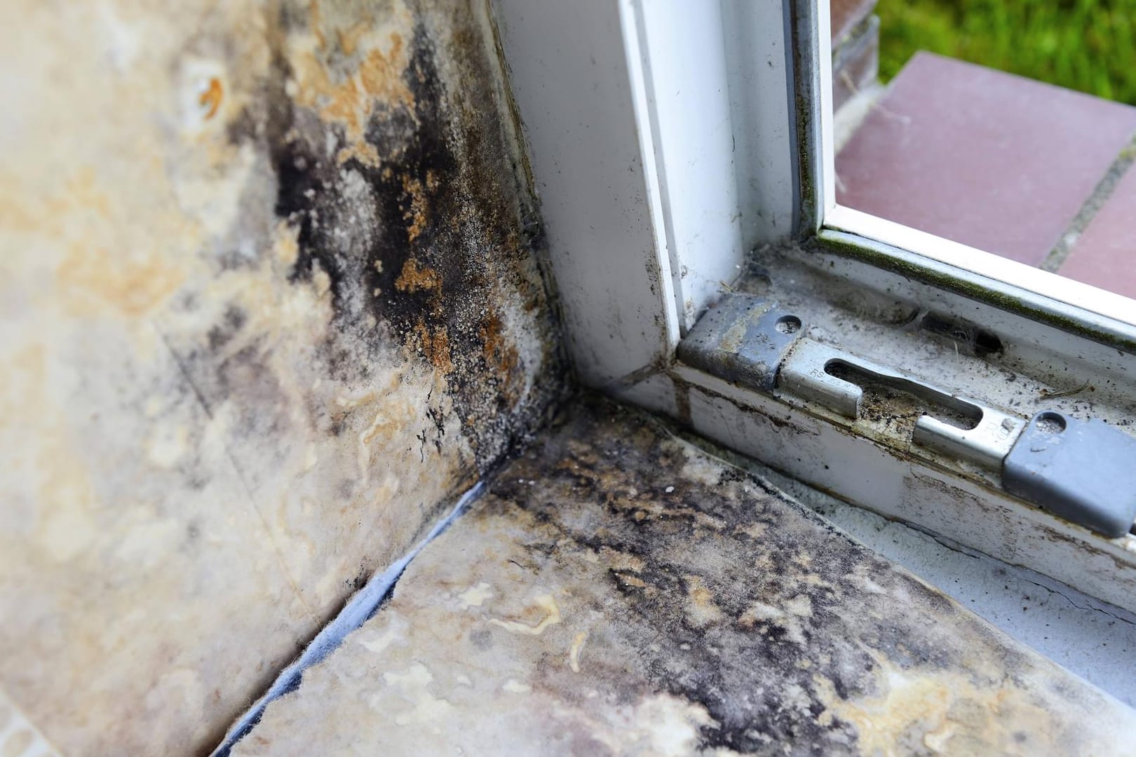 Schimmelbefall am Fenster einer Wohnung