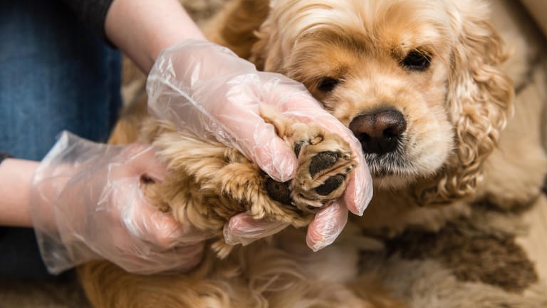 Hund beim Tierarzt: Grasmilbenlarven greifen bei Hunden gerne die Zwischenräume der Pfoten an.