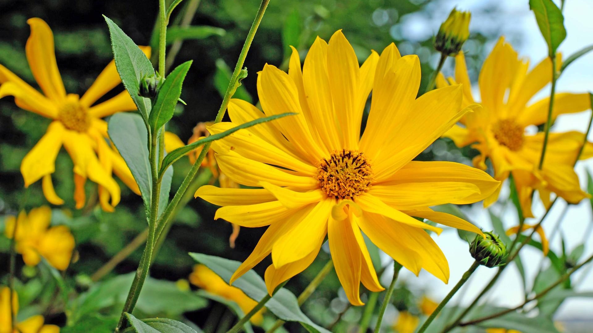 Topinambur (Helianthus tuberosus)