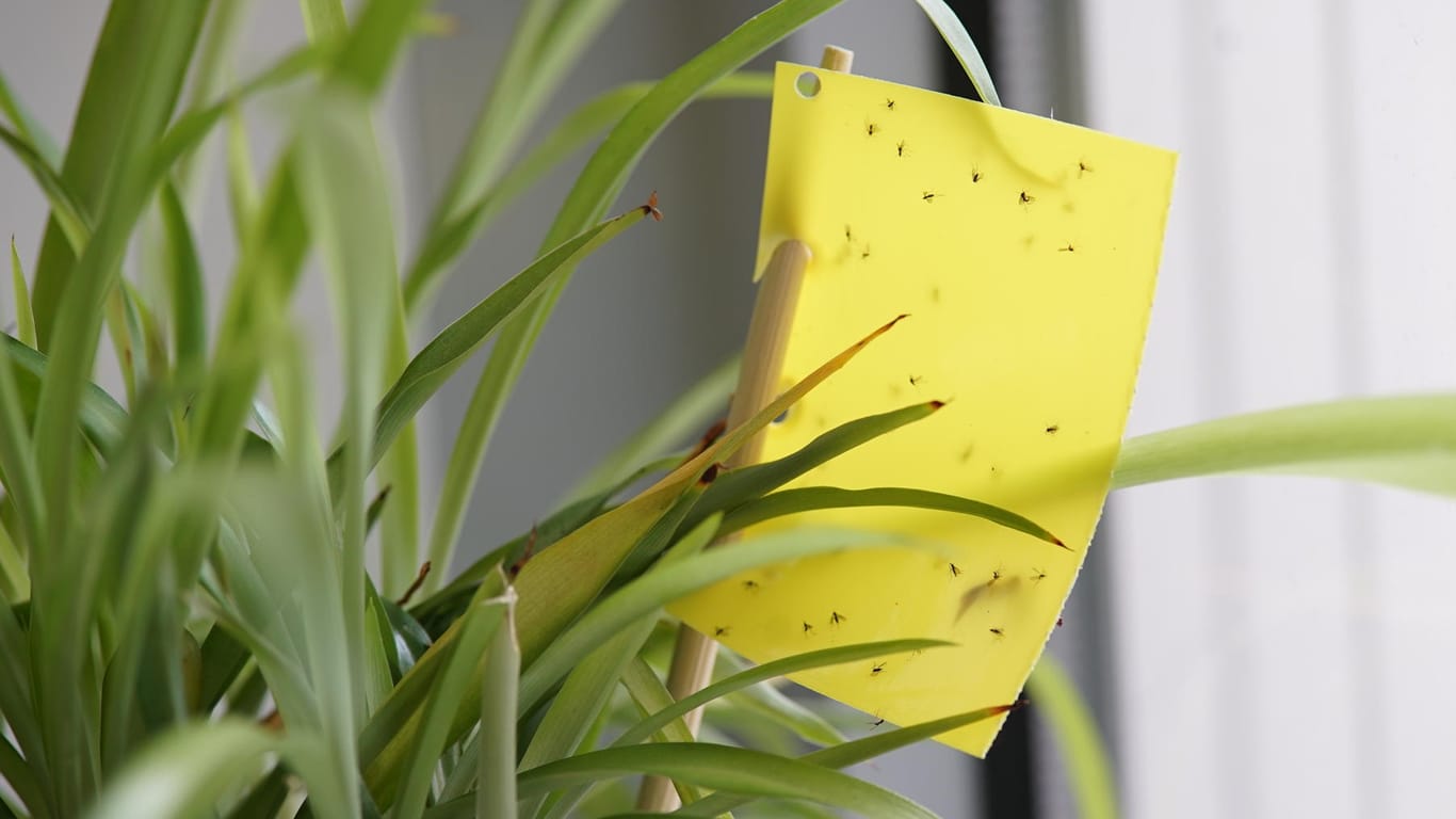 Trauermücken loswerden: Gelbsticker wirken als Klebefalle gegen die lästigen Schädlinge.