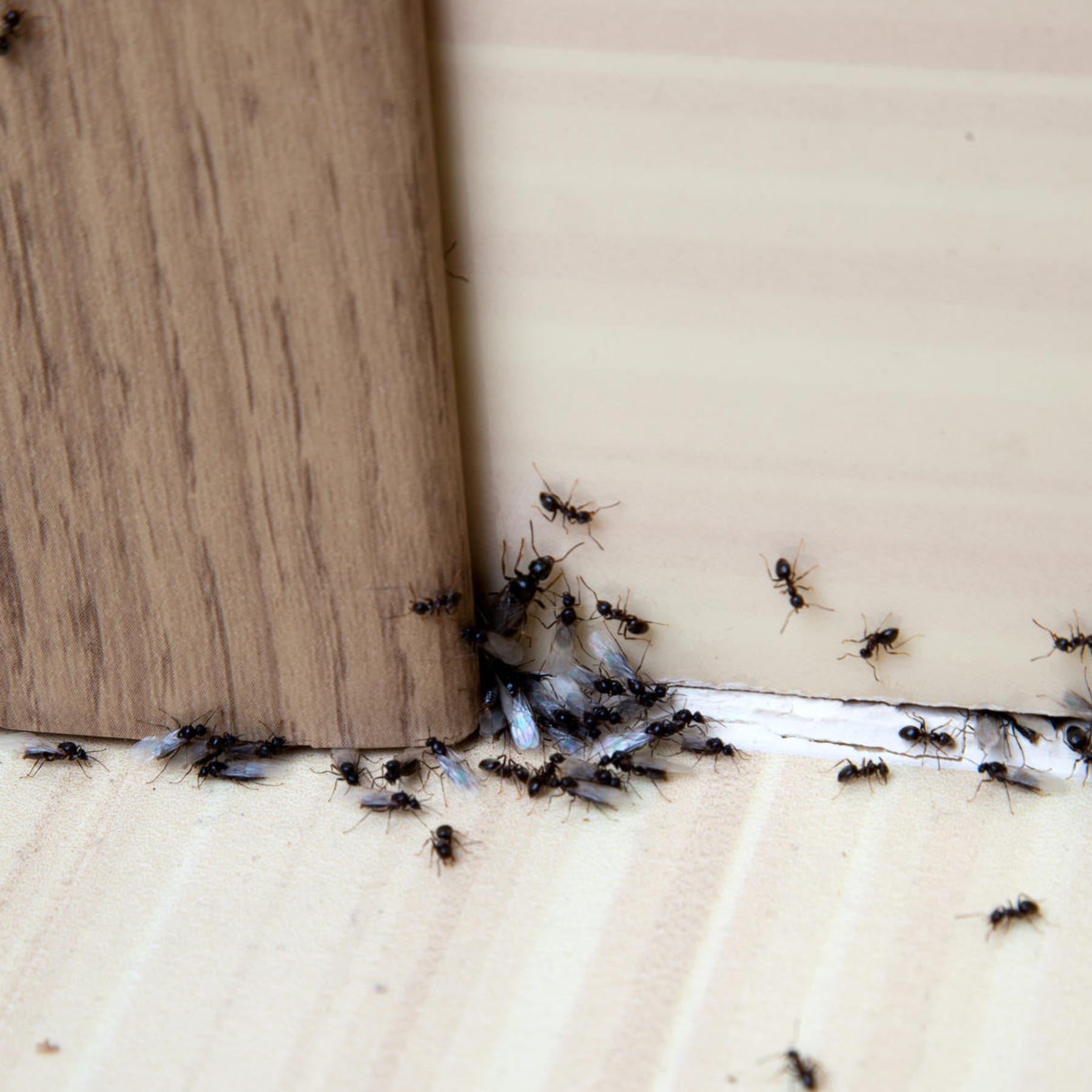Was kann ich gegen Ameisen im Gemüsebeet tun?