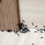 Ameisen im Haus bekämpfen: 12 Hausmittel und Tipps, die helfen