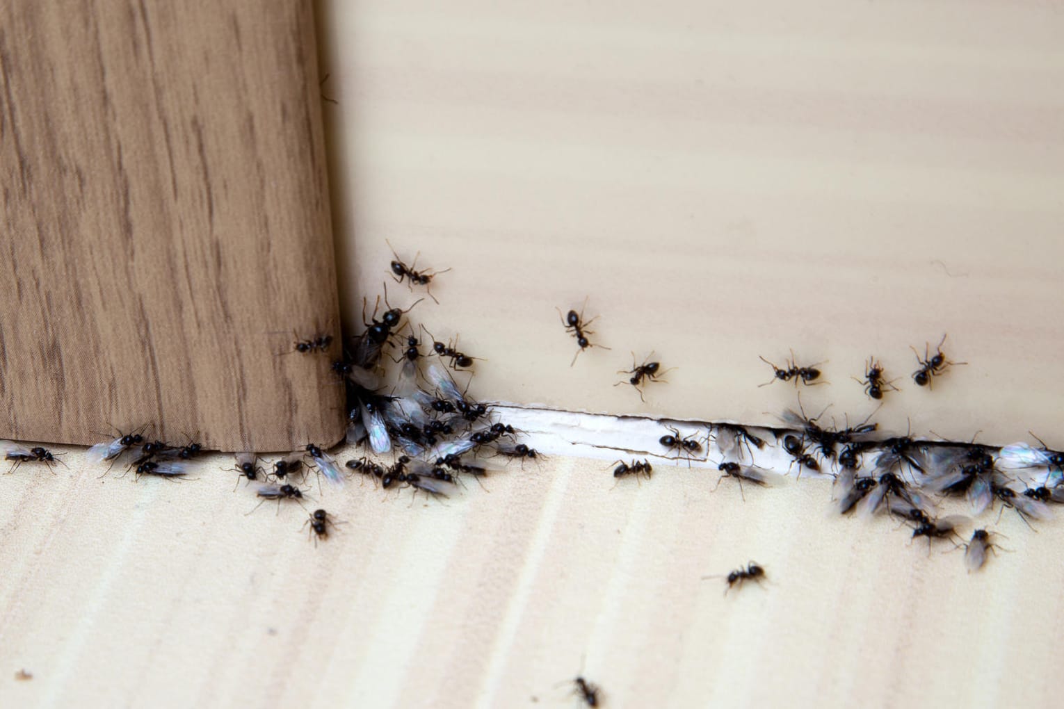 Ameisen bekämpfen: Die kleinen Tiere können schon durch kleine Öffnungen ins Haus gelangen. Diese sollten verschlossen werden, um die Tiere draußen zu halten.