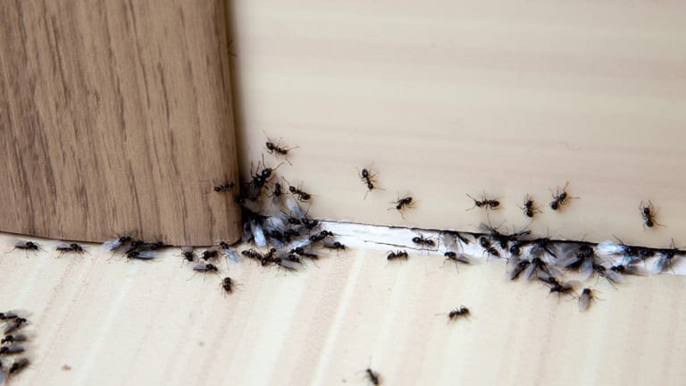 Ameisen bekämpfen: Die kleinen Tiere können schon durch kleine Öffnungen ins Haus gelangen. Diese sollten verschlossen werden, um die Tiere draußen zu halten.