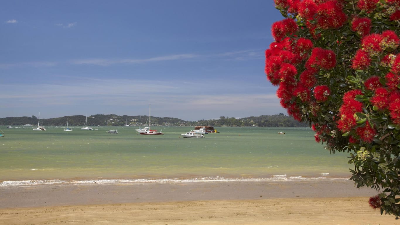 Strand mit Pohutukawa-Baum: An heißen Tagen spenden die Bäume mit ihren roten Blüten wohltuenden Schatten.