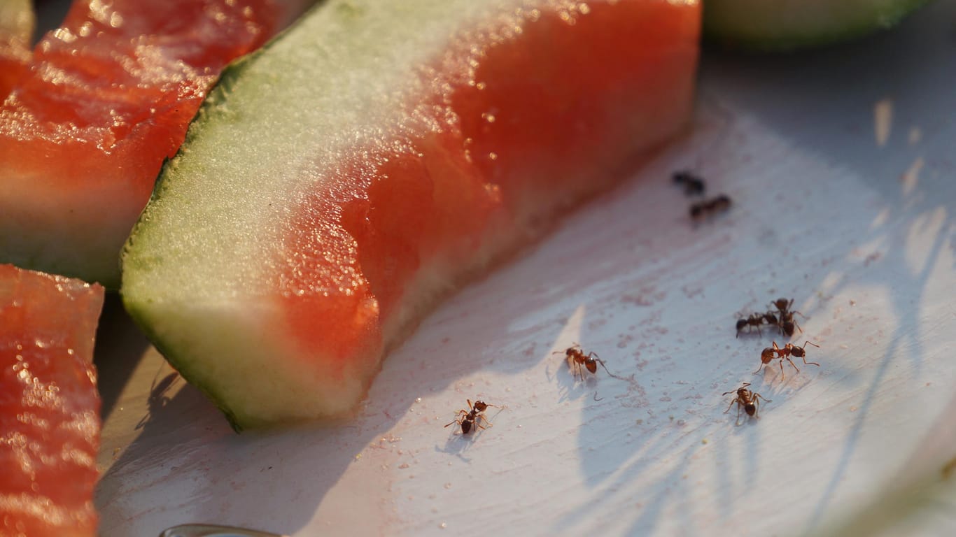 Lebensmittel: Lassen Sie Essensreste nicht offen liegen. Sie locken sonst Ameisen an.