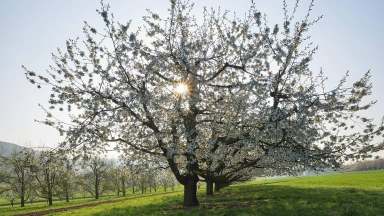 Kirschbaum pflanzen und pflegen Tipps