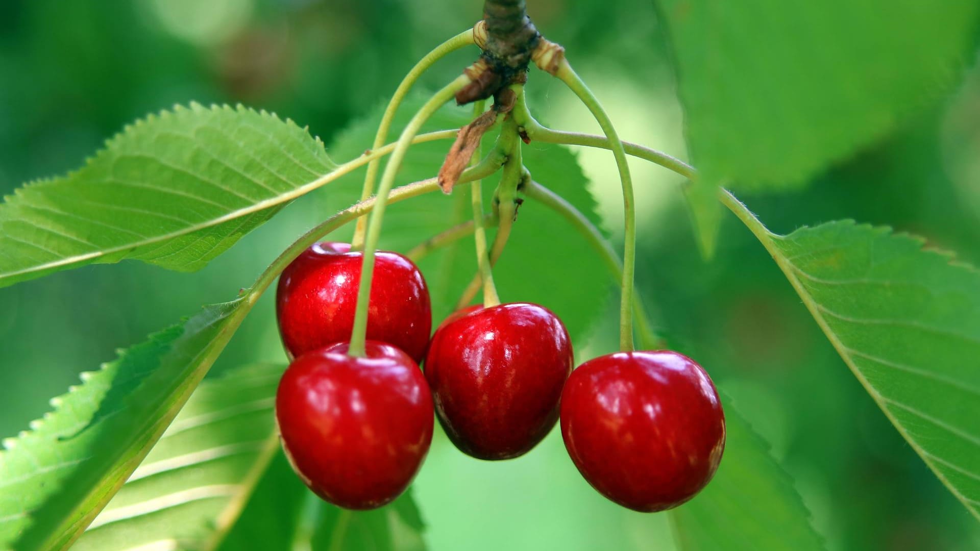 Rote Kirschen