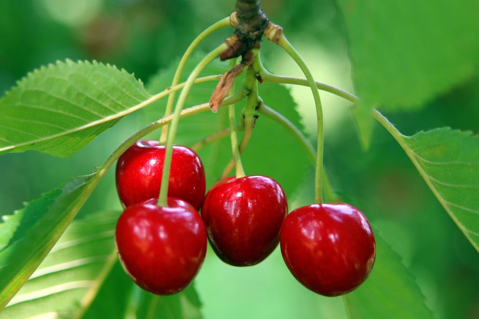 Rote Kirschen